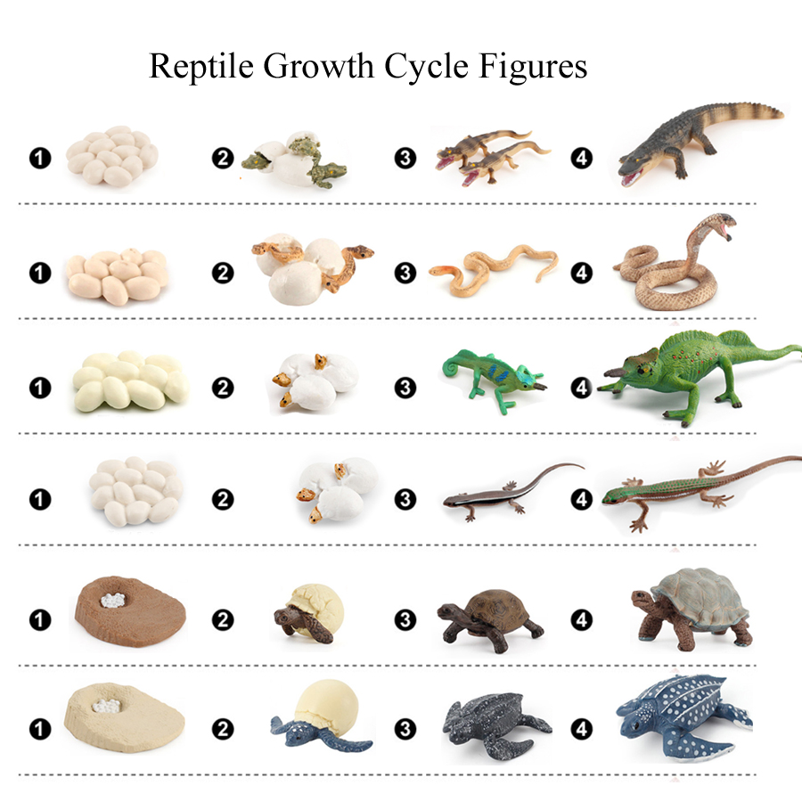 Model Kit Lizard - Realistic Reptile Growth Cycle Model Figures