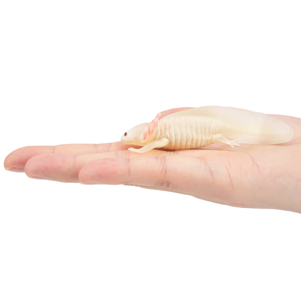 Toymany Simulation Axolotl Sal - Model Kit Lizard ulasan dan harga
