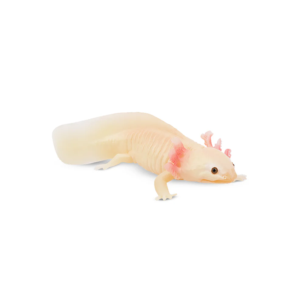 Toymany Simulation Axolotl Sal - Model Kit Lizard ulasan dan harga